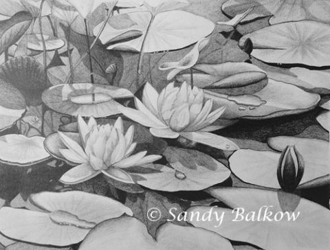 waterlilies